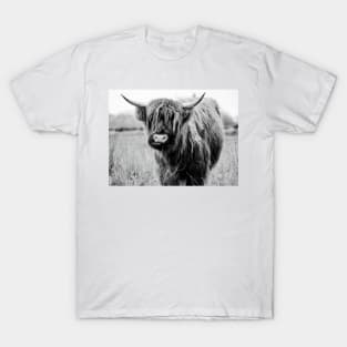 Young Highland Cow T-Shirt